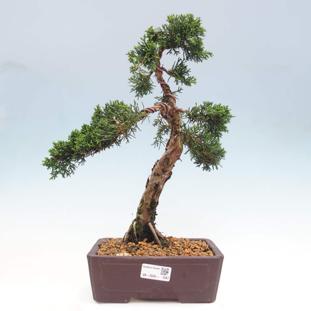 Bonsaï d'extérieur - Juniperus chinensis Kishu
