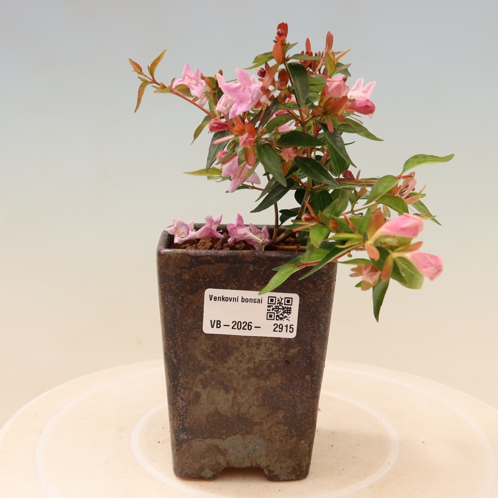 Bonsaï d'extérieur - Abelia Edward Goucher - Abélia à grandes fleurs