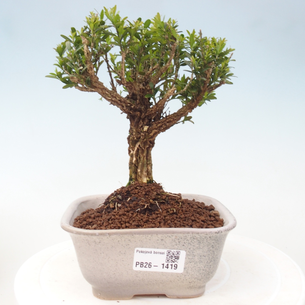 Bonsaï de chambre - Buxus harlandii - buxus liège