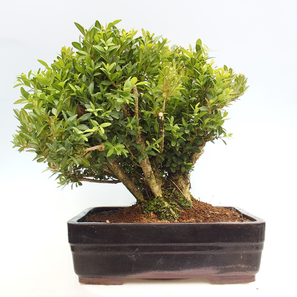 Bonsaï d'extérieur - Buxus sempervirens - buis
