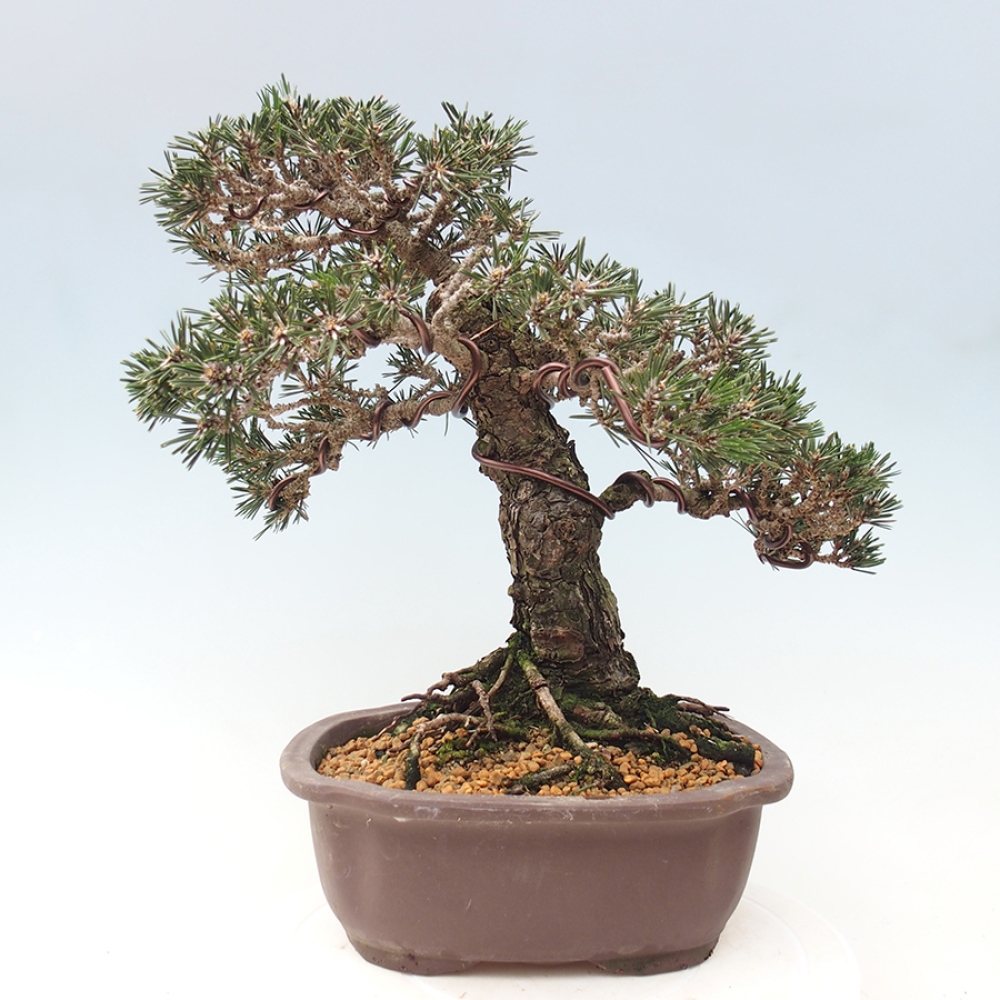 Bonsaï d'extérieur - Pinus thunbergii Kotobuki - Pin de Thunberg