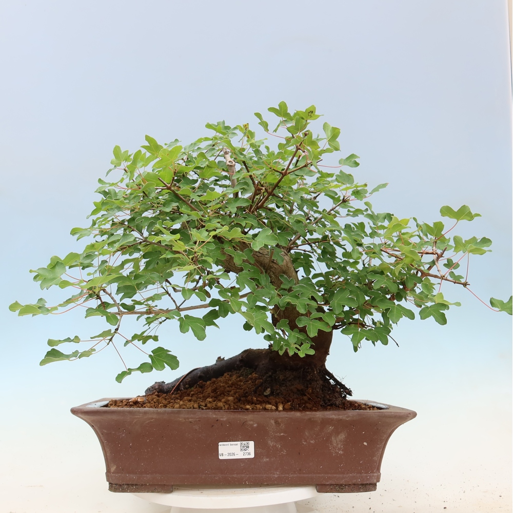 Bonsaï d'extérieur -Javor babyka - Acer campestre