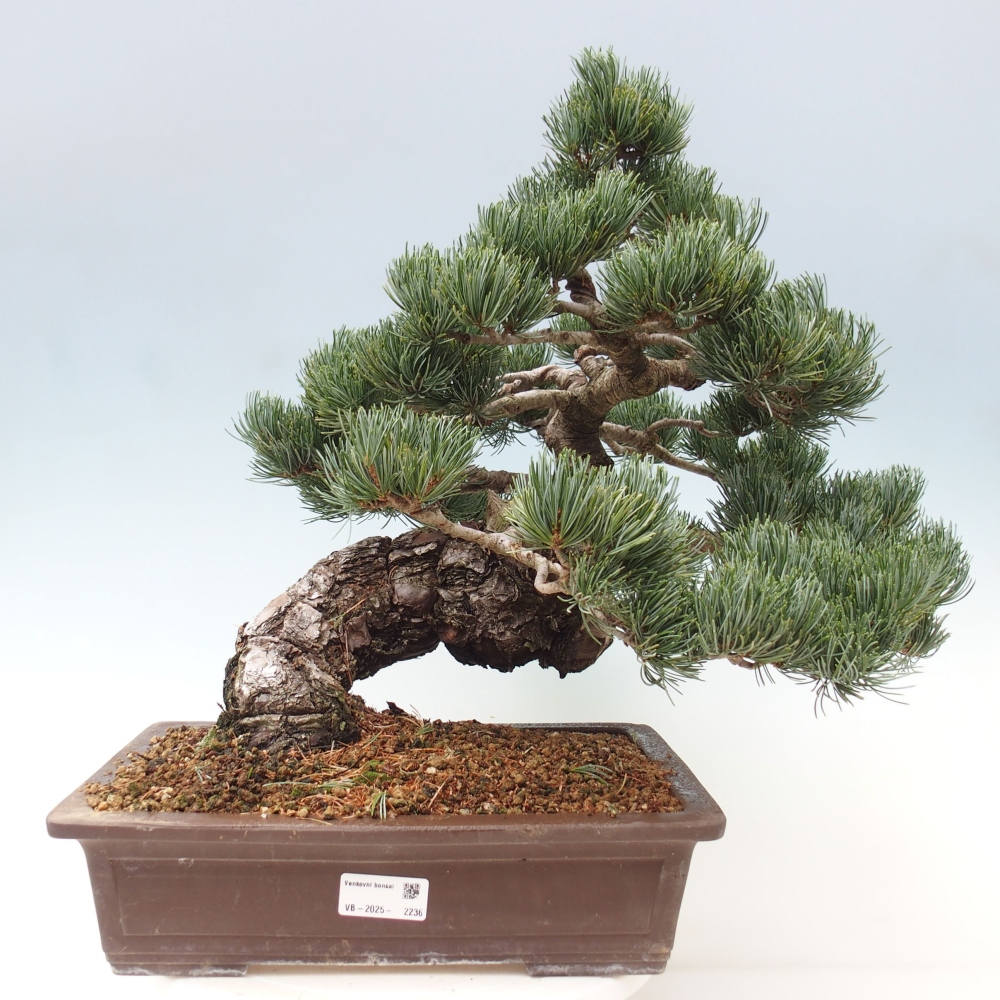 Bonsaï d'extérieur - Pinus parviflora - Pinus parviflora