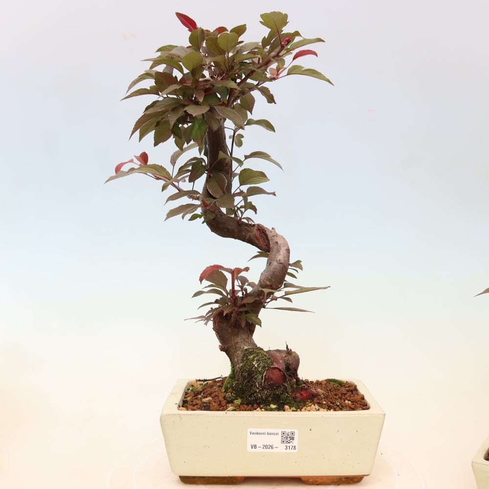 Bonsaï d'extérieur -Malus domestica - Pommier à petits fruits et à feuilles rouges