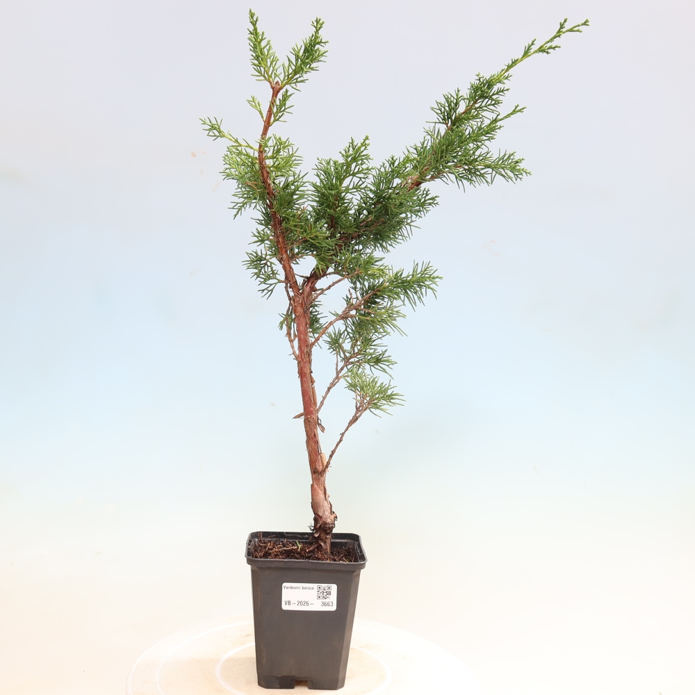 Bonsaï d'extérieur - Juniperus chinensis Kishu