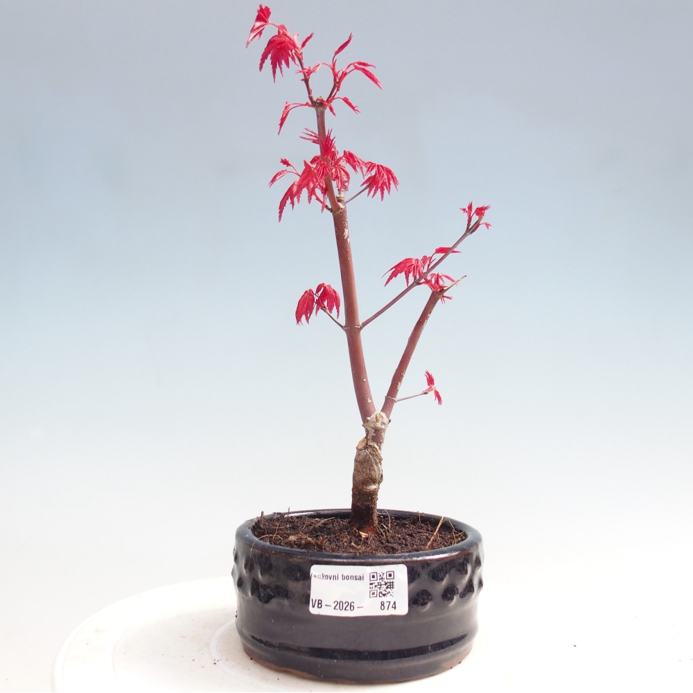 Bonsaï d'extérieur - Acer palmatum DESHOJO