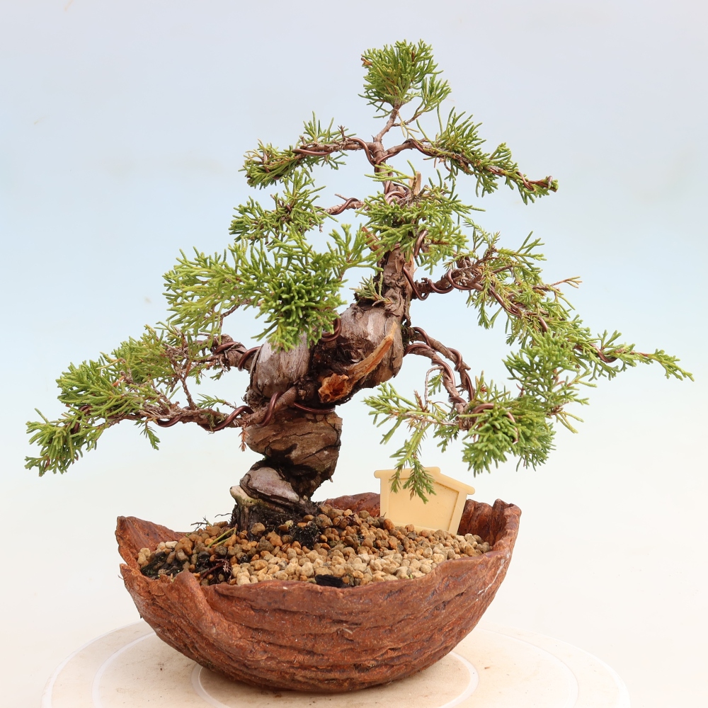 Bonsaï d'extérieur - Juniperus chinensis Itoigawa-Juniperus chinensis