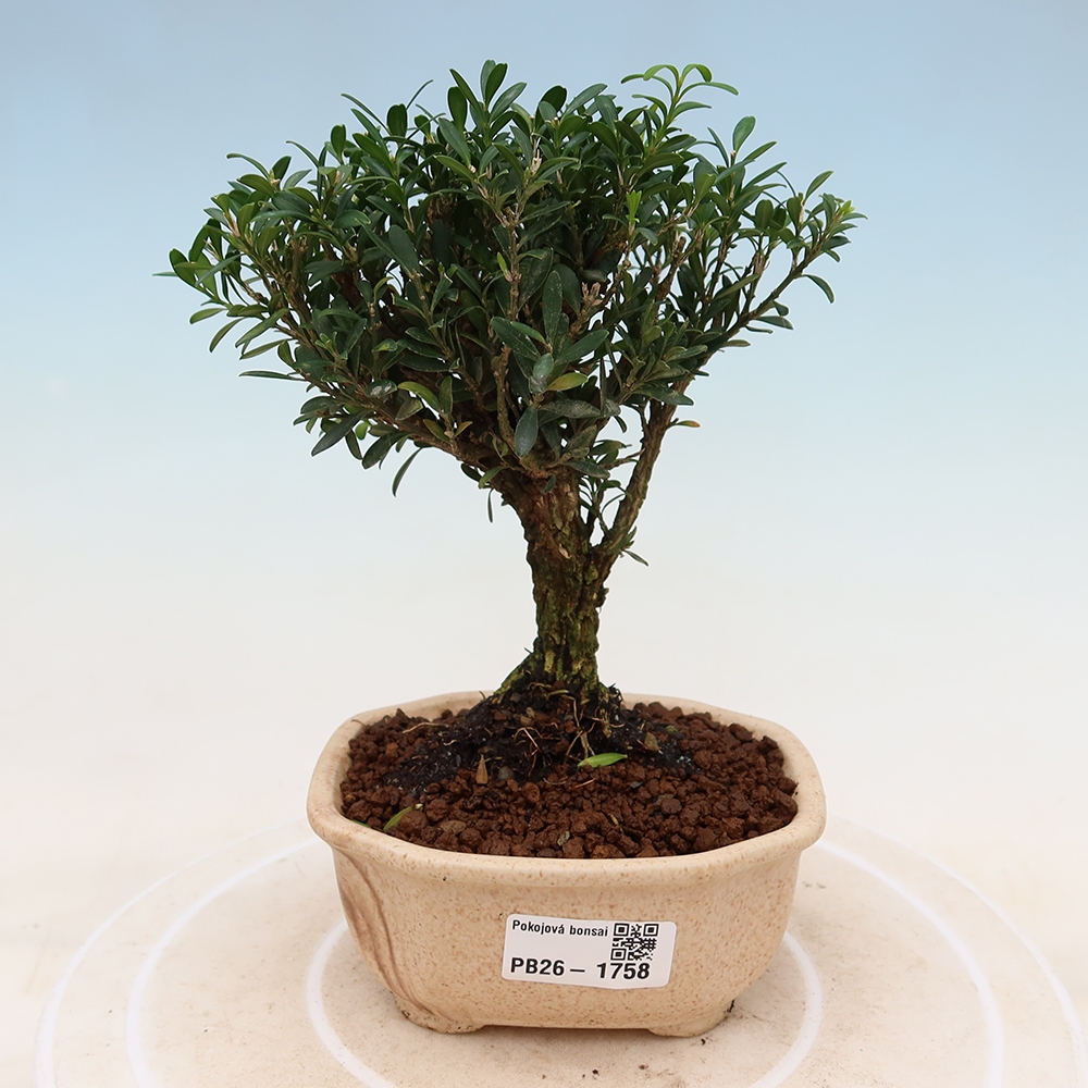 Bonsaï de chambre - Buxus harlandii - buxus liège