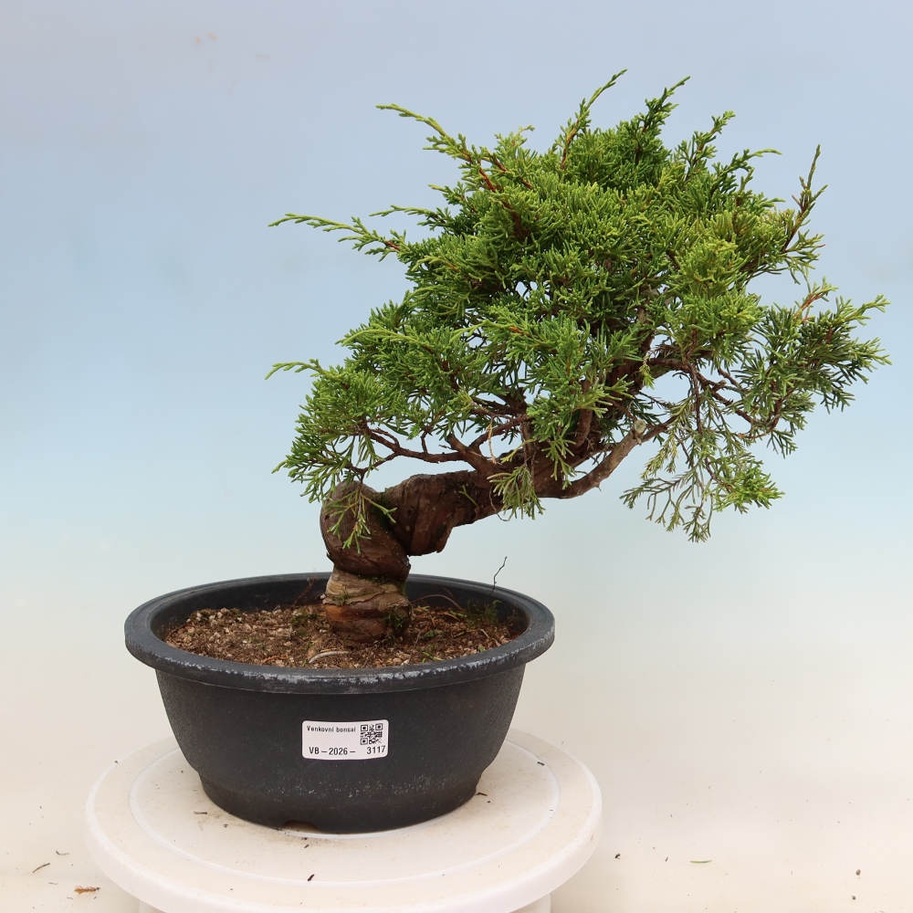 Bonsaï d'extérieur - Juniperus chinensis Itoigawa-Juniperus chinensis