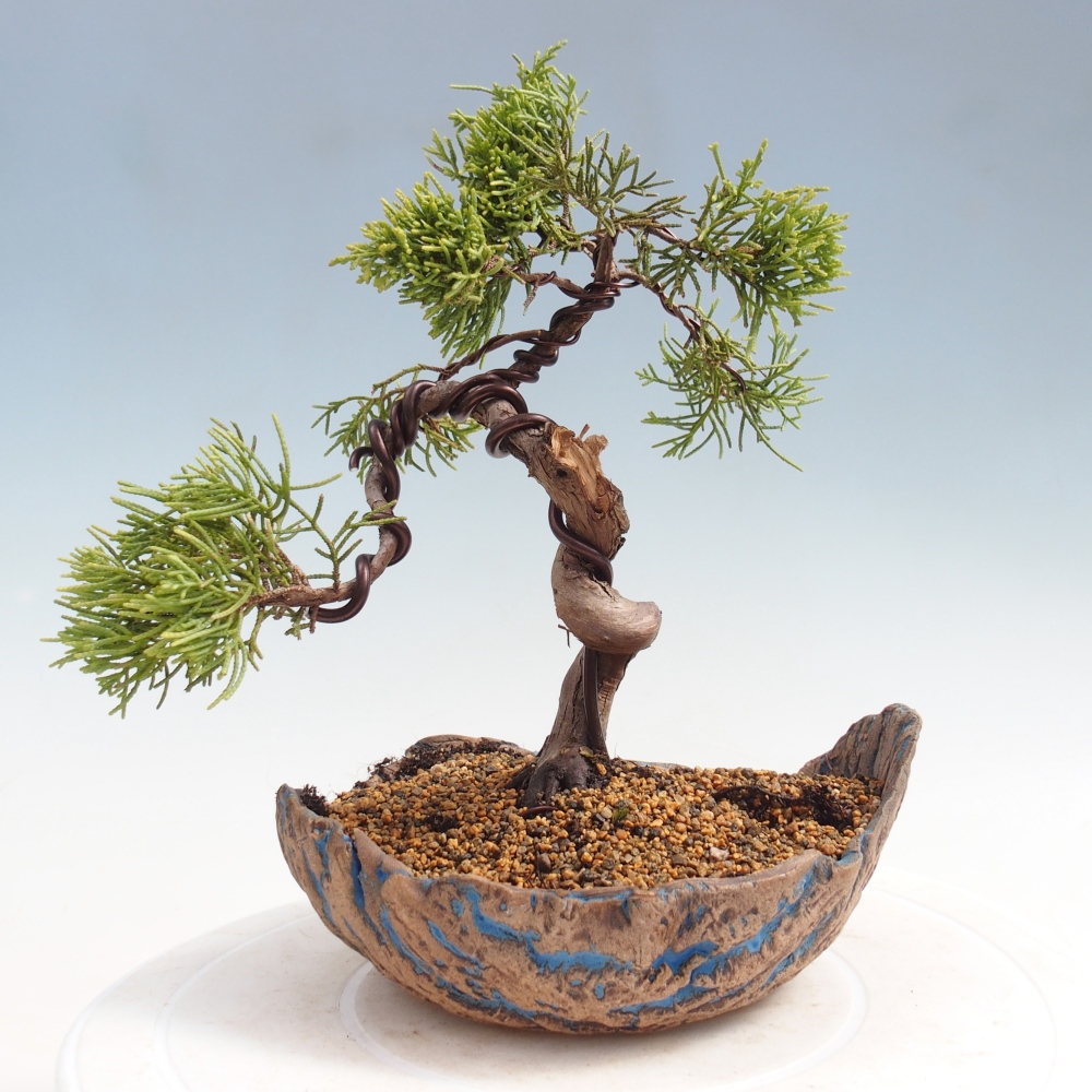 Bonsaï d'extérieur - Juniperus chinensis Kishu