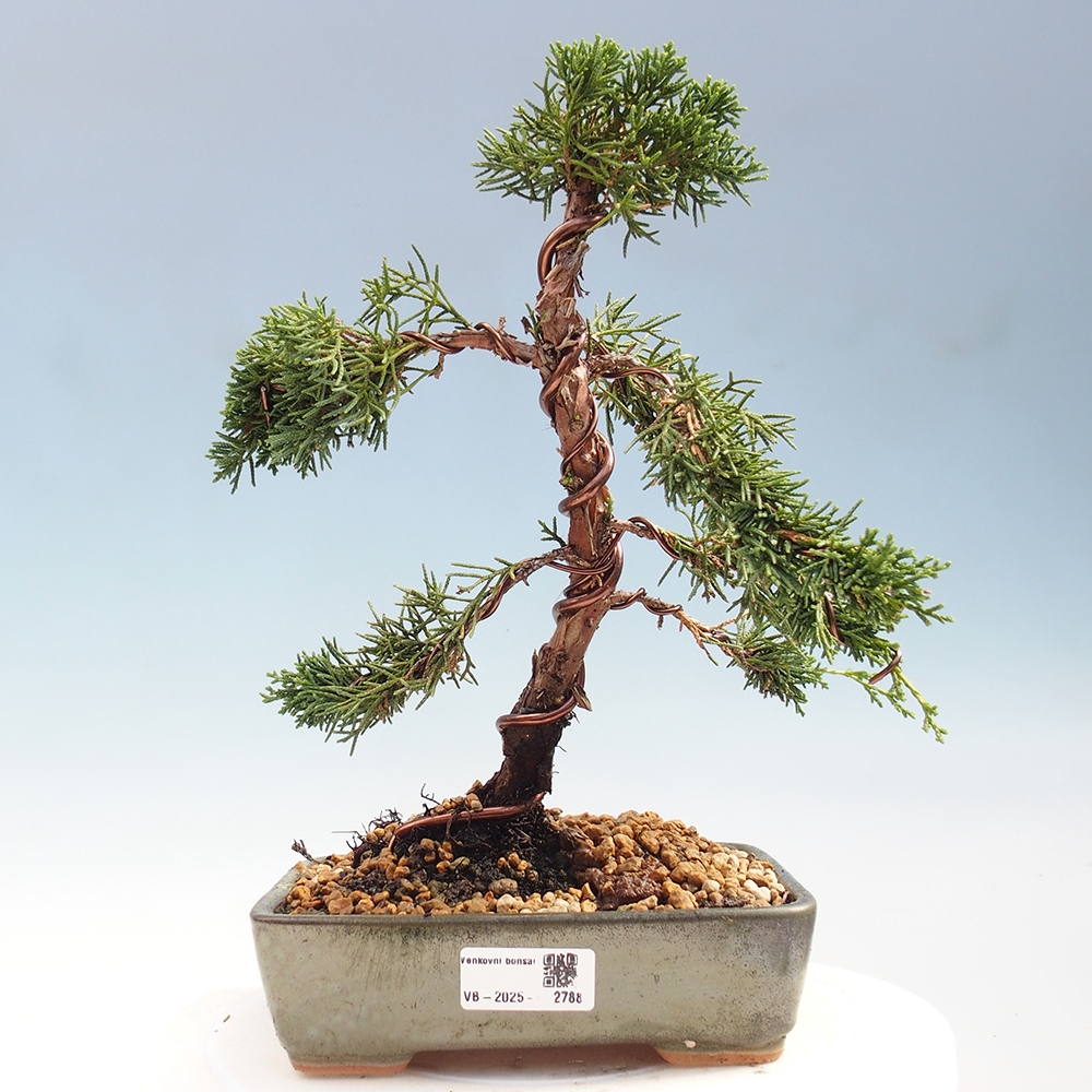 Bonsaï d'extérieur - Juniperus chinensis Kishu