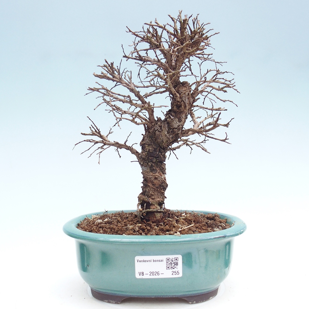 Bonsaï d'extérieur - Zelkova - Zelkova NIRE