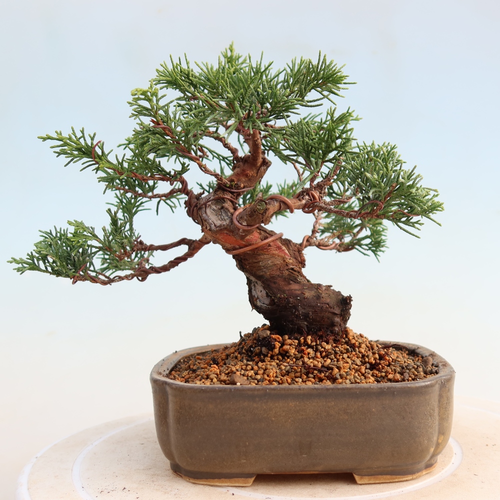 Bonsaï d'extérieur - Juniperus chinensis Itoigawa