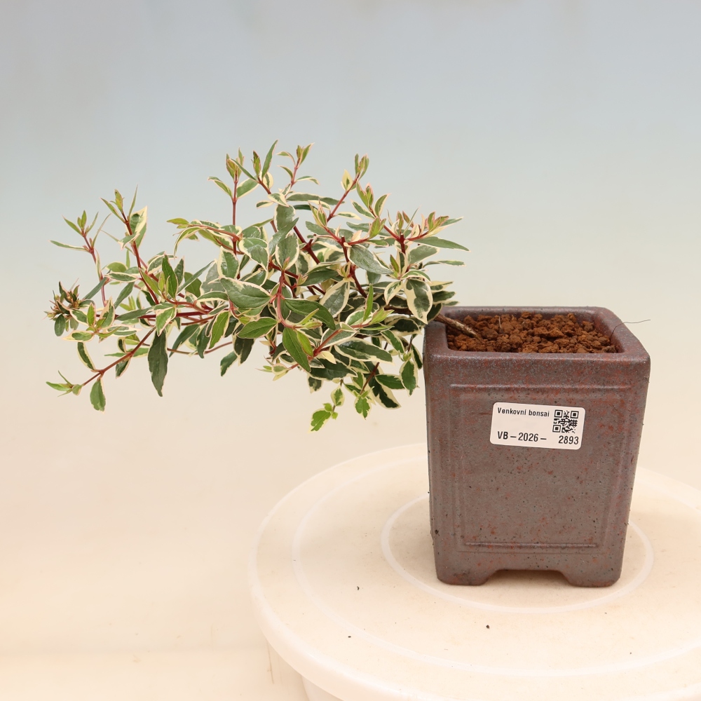 Bonsaï d'extérieur - Abelia gr. Confetti - Abélie à grandes fleurs