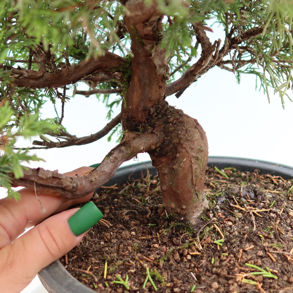 Bonsaï d'extérieur - Juniperus chinensis Itoigawa-Juniperus chinensis