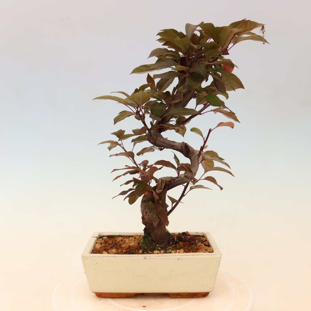Bonsaï d'extérieur -Malus domestica - Pommier à petits fruits et à feuilles rouges