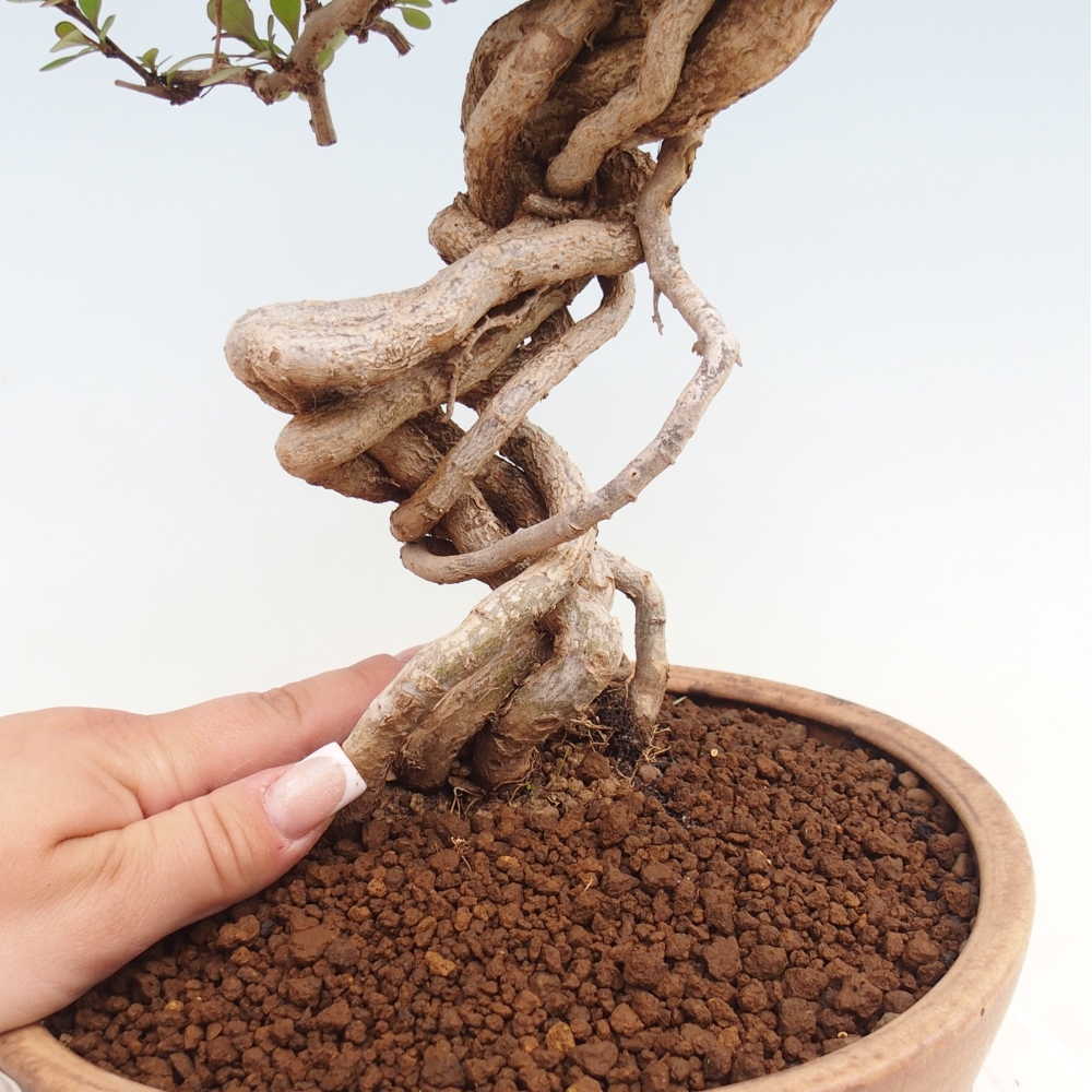 Bonsaï d'extérieur - Berberis coreana