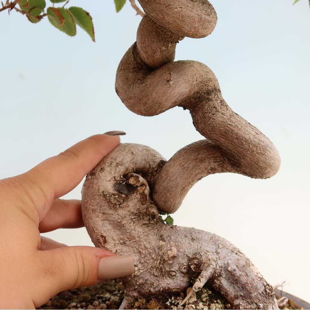Bonsaï d'extérieur -Carpinus CARPINOIDES - Charme de Corée