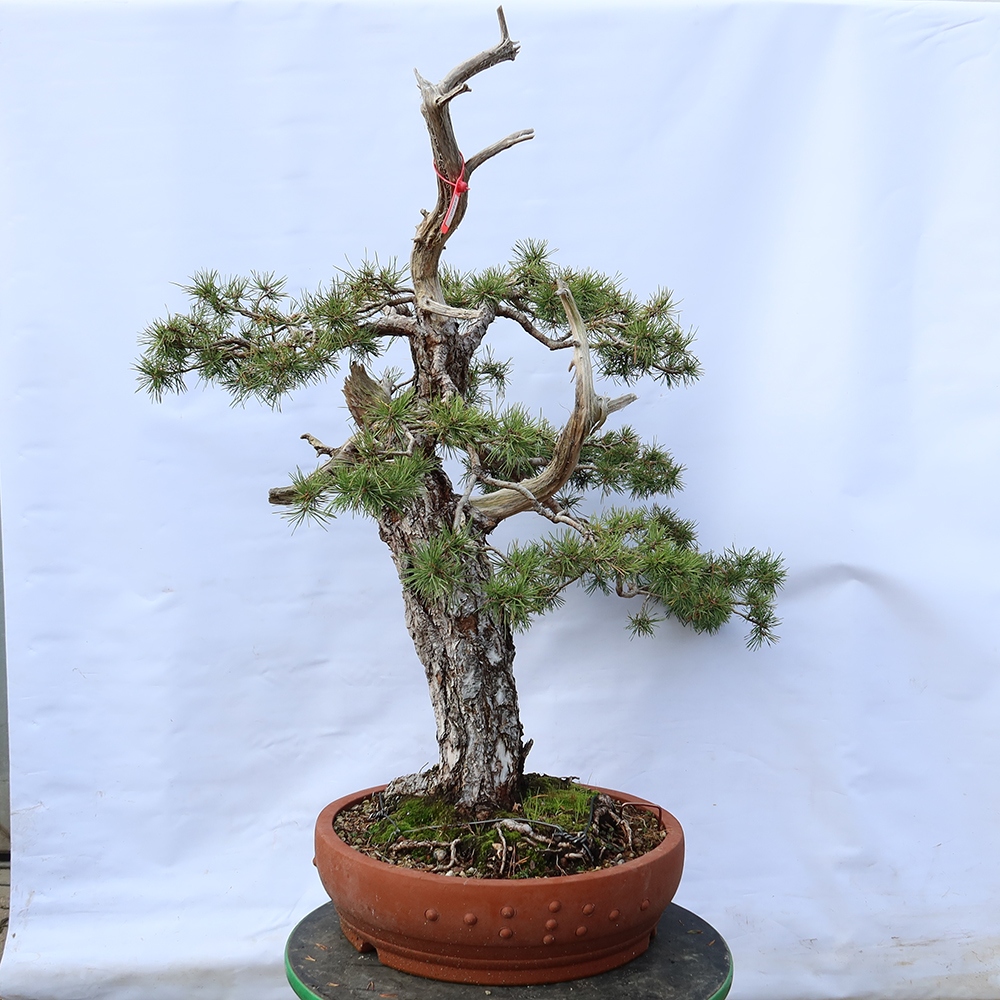 Pinus sylvestris Espagne - pin sylvestre