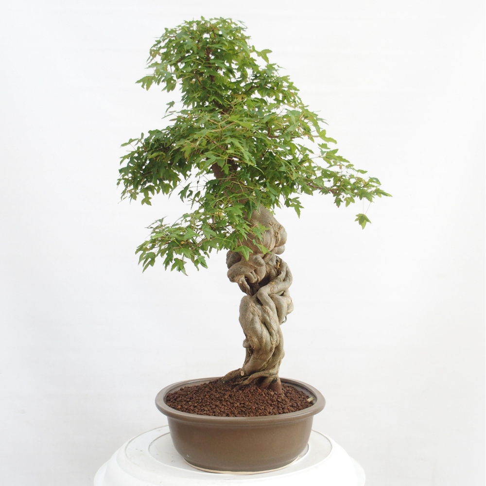 Bonsaï d'extérieur - Acer Buergerianum - Burger Maple