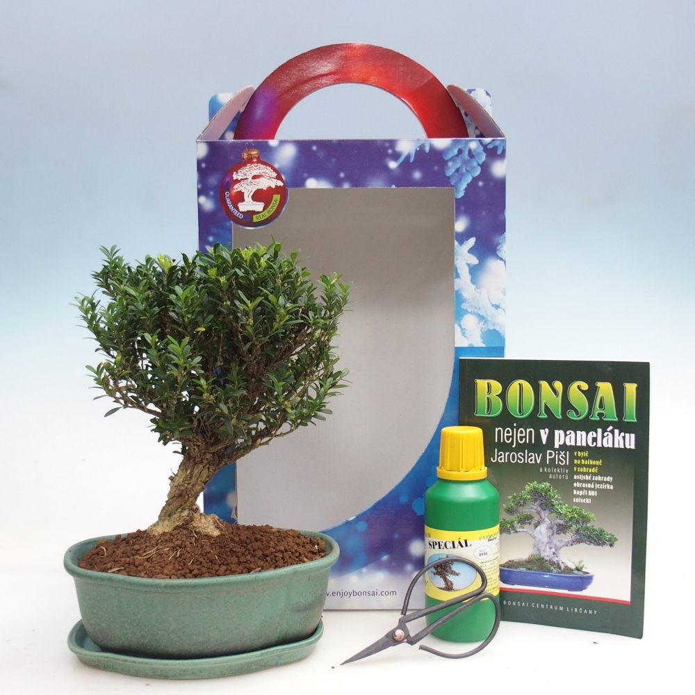 Bonsaï de chambre en boîte cadeau Buxus harlandii - buxus liège