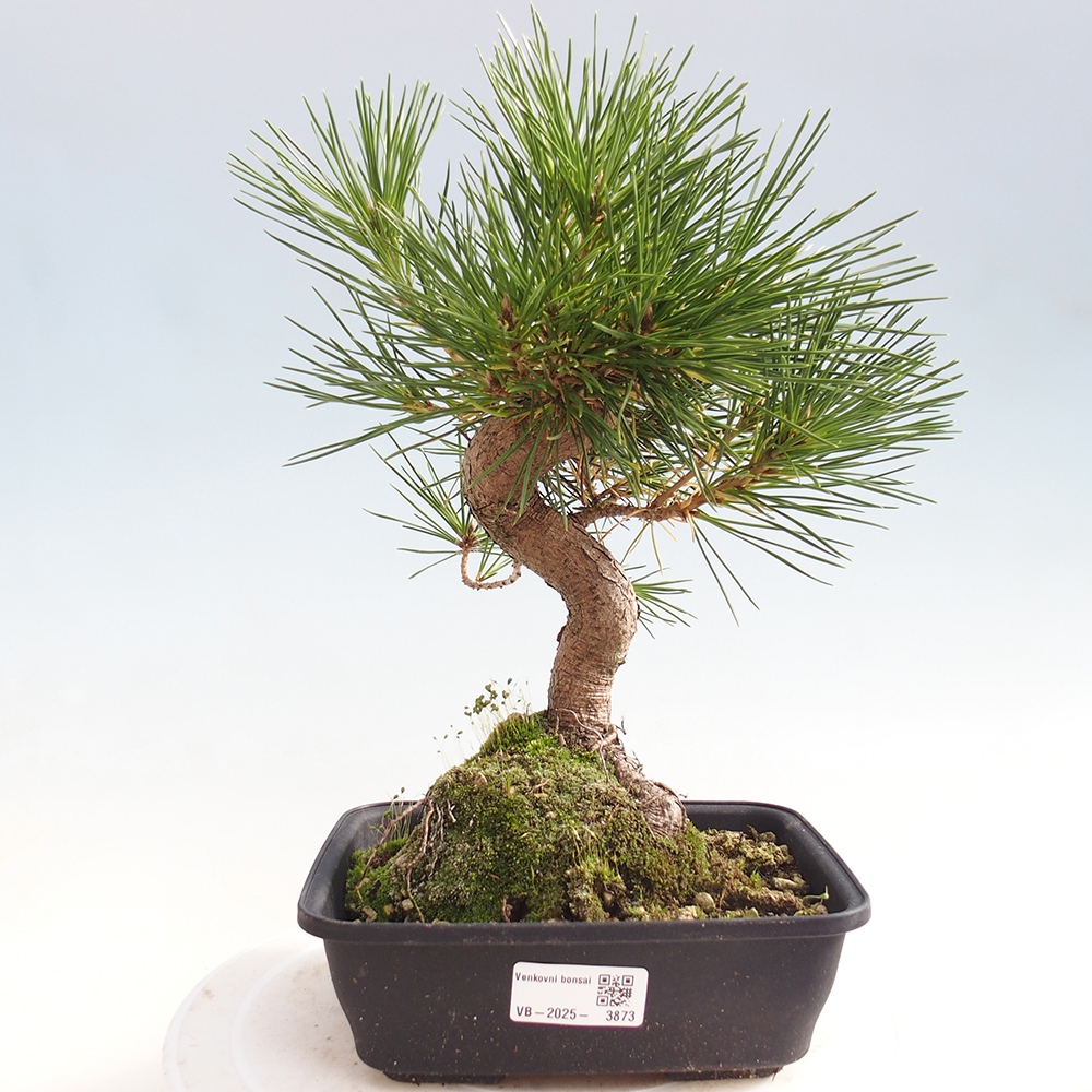 Bonsaï d'extérieur - Pinus thunbergii - Pin de Thunberg