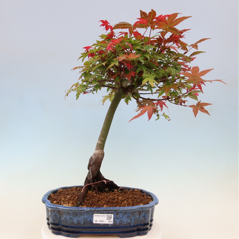 Érable de Norvège - Acer palmatum Beni Tsukasa