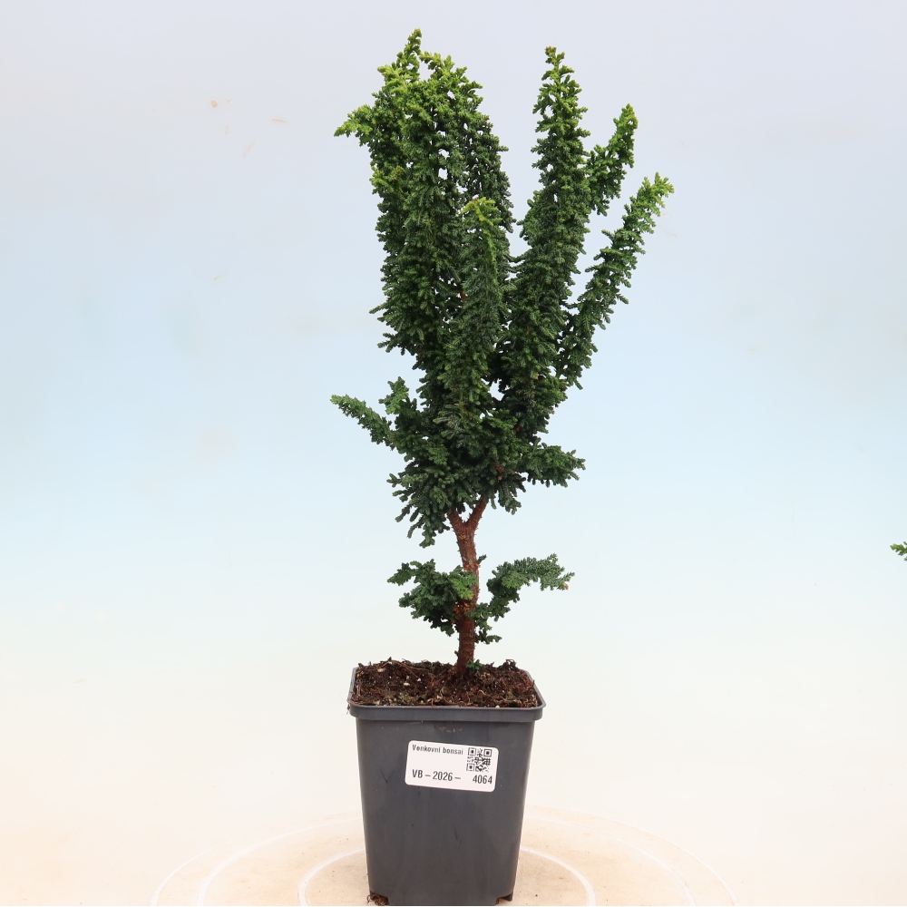 Bonsaï d'extérieur - Cham. obtusa SEKKA HINOKI - Cyprès