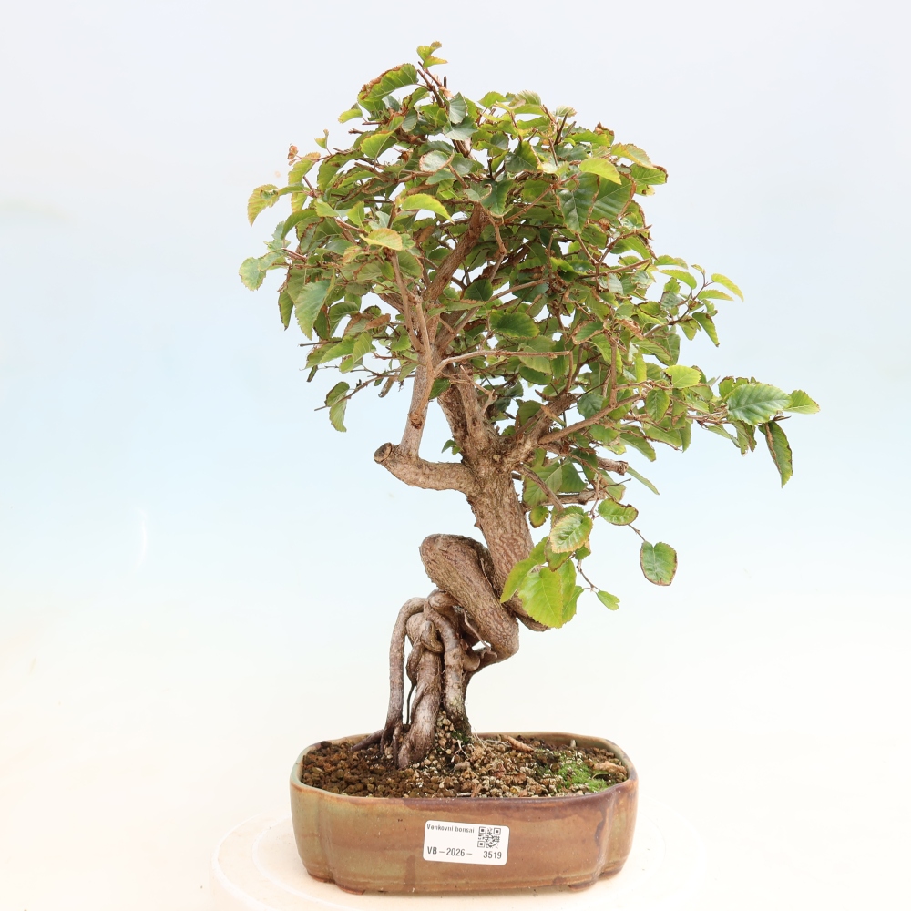 Bonsaï d'extérieur -Carpinus CARPINOIDES - Charme de Corée
