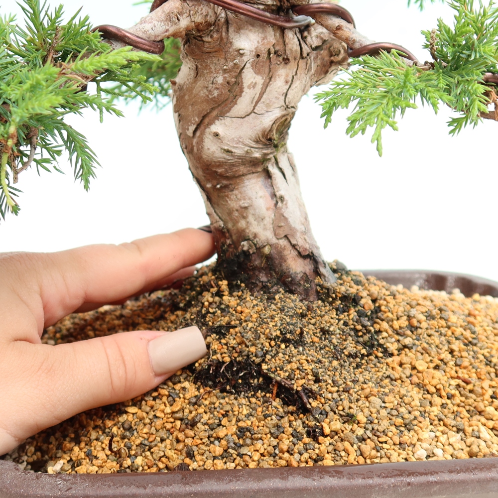 Bonsaï d'extérieur - Juniperus chinensis Itoigawa-Juniperus chinensis