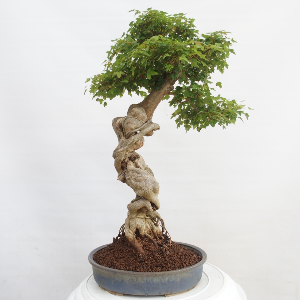 Bonsaï d'extérieur - Acer Buergerianum - Burger Maple