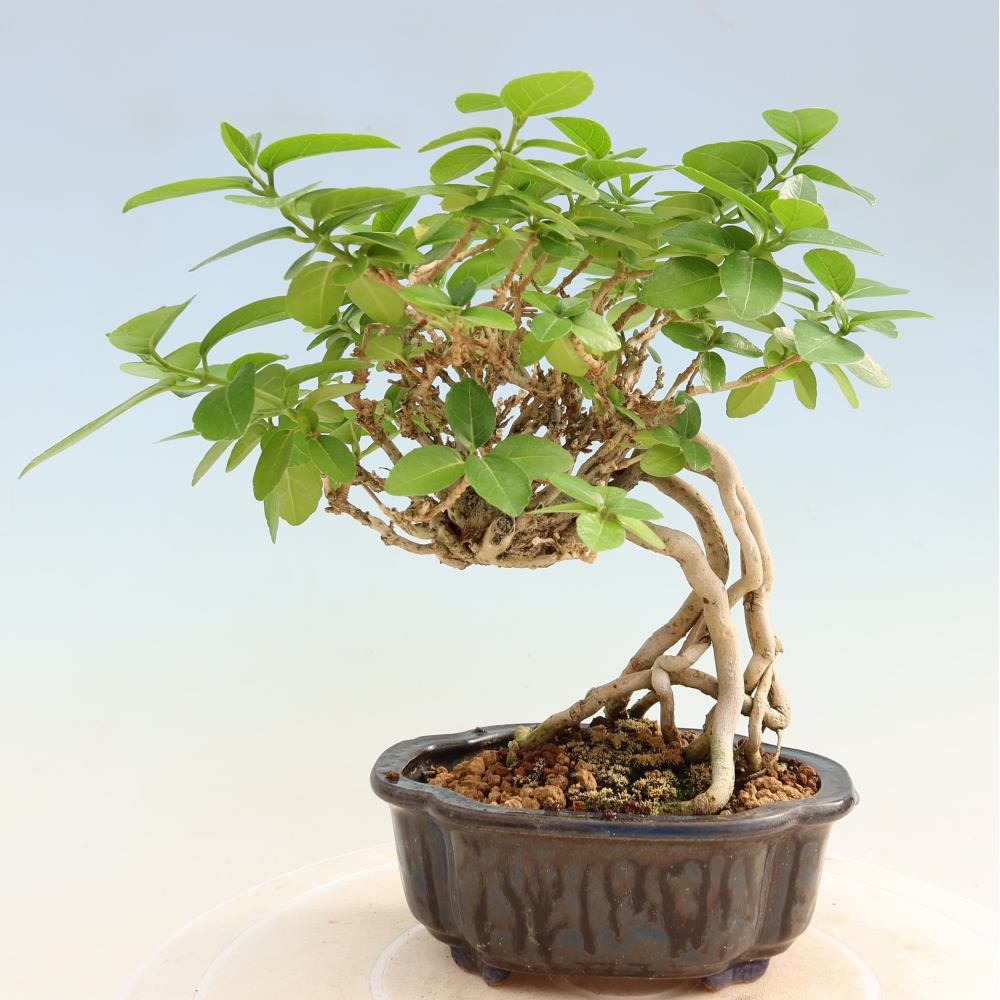 Bonsaï d'intérieur - Premna serratifolia - Kozlovna malolista