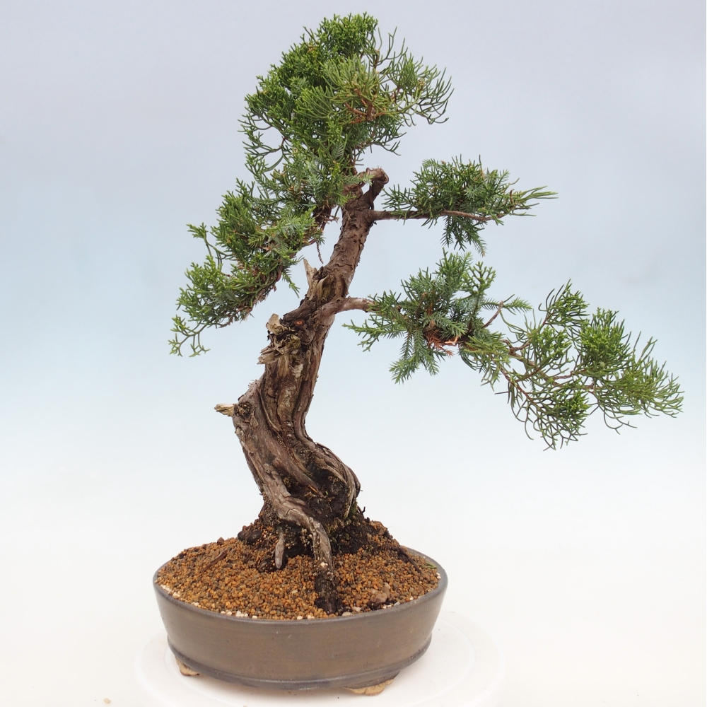 Bonsaï d'extérieur - Juniperus chinensis Itoigawa