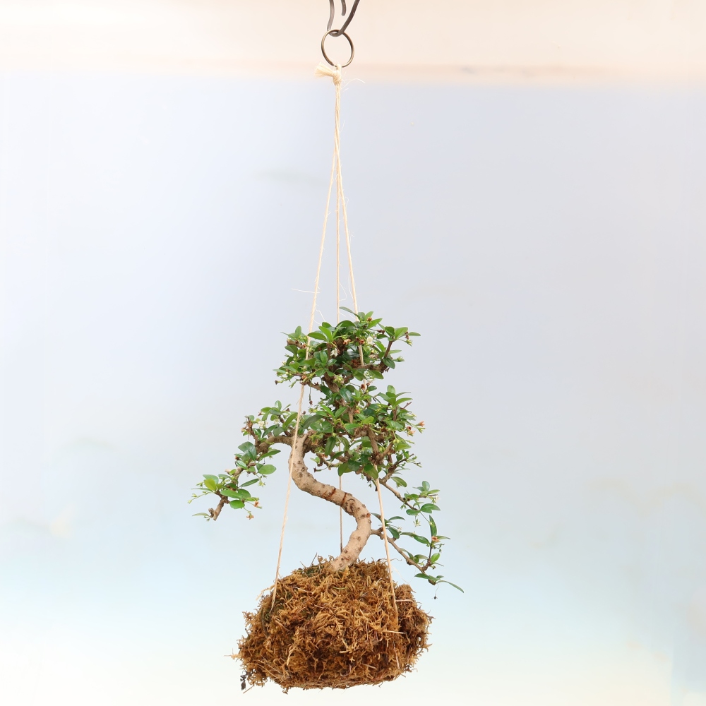 Kokedama en céramique - Tea-fuki - Carmona macrophylla