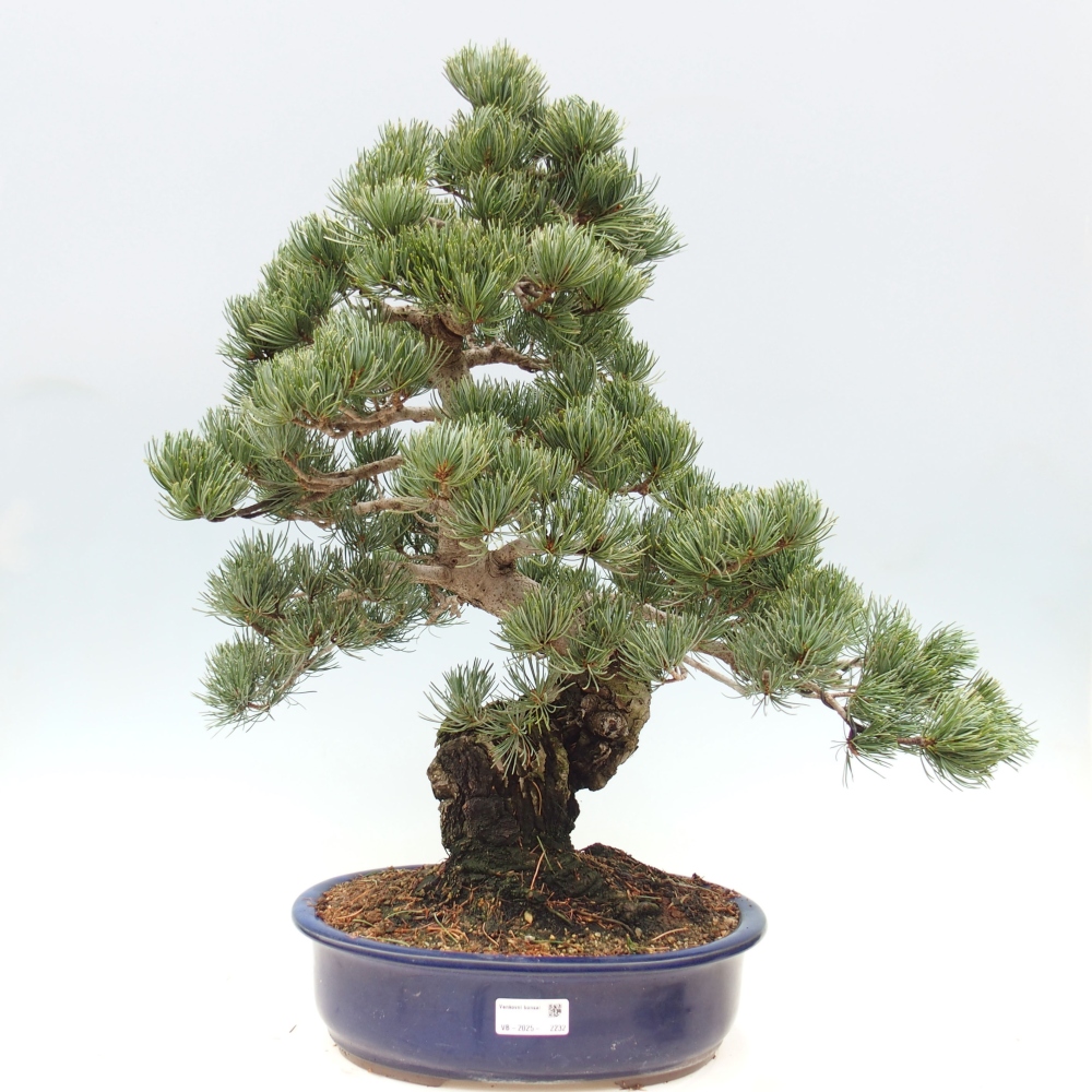 Bonsaï d'extérieur - Pinus parviflora - Pinus parviflora