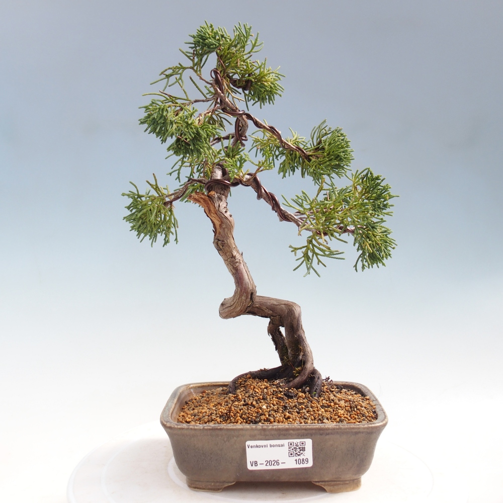 Bonsaï d'extérieur - Juniperus chinensis Kishu
