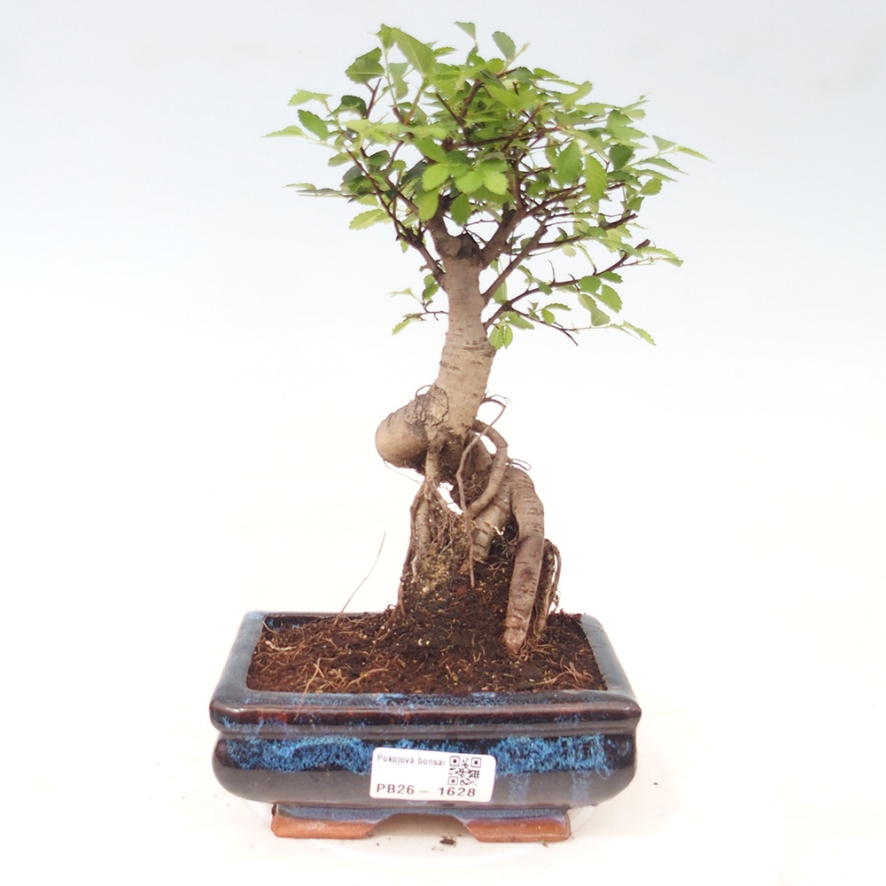 Bonsaï de chambre - Ulmus parvifolia - Orme à petites feuilles