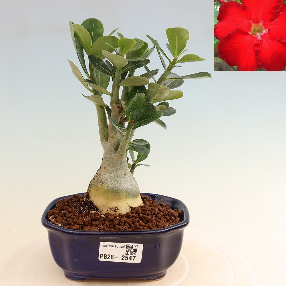 Bonsaï d'intérieur - Adenium obesum Red Star - Rose du désert
