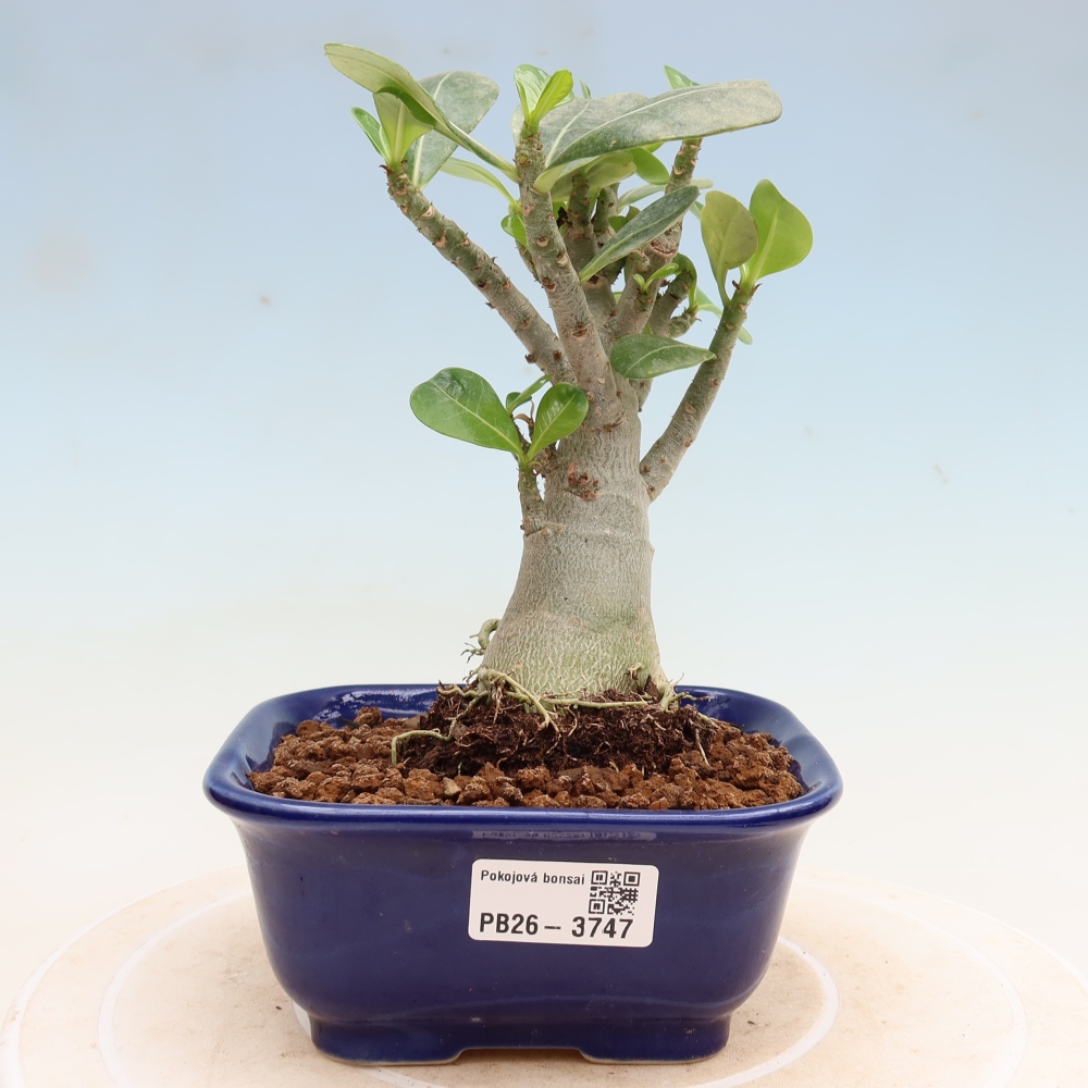 Bonsaï d'intérieur - Adenium obesum Red Star - Rose du désert