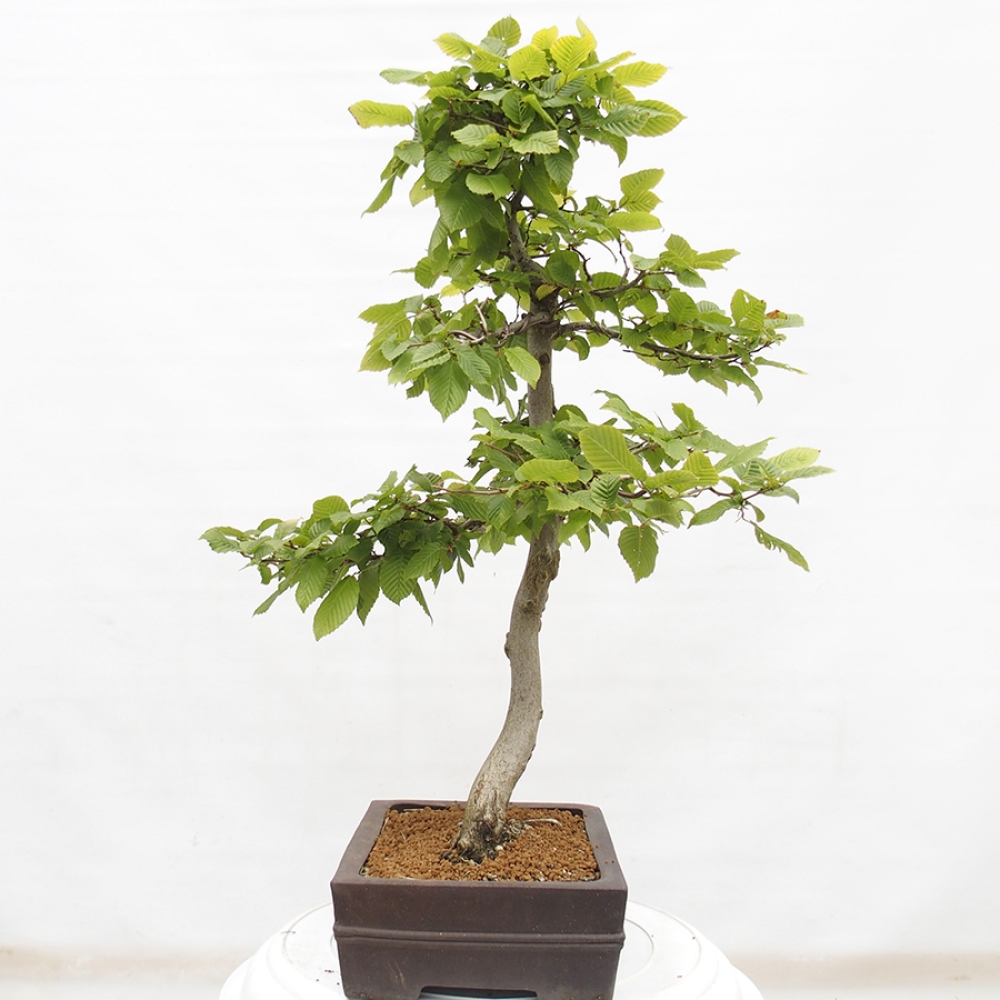 Bonsaï d'extérieur - Charme - Carpinus betulus