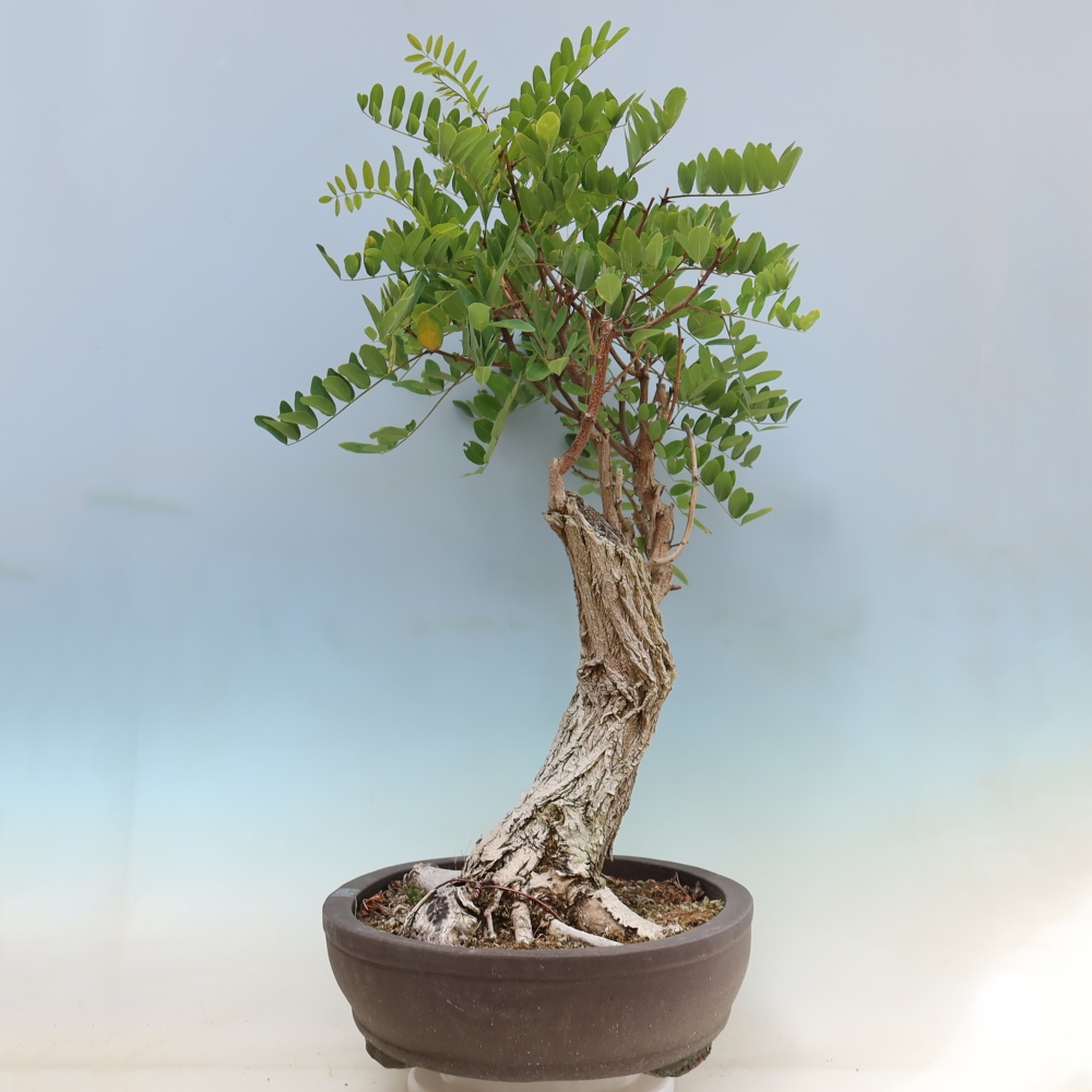 Bonsaï d'extérieur - Acacia épineux - Robinia pseudoacacia