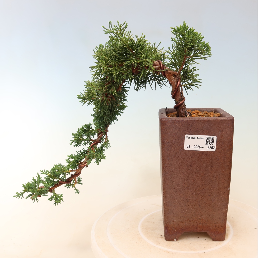 Bonsaï d'extérieur - Juniperus chinensis Kishu