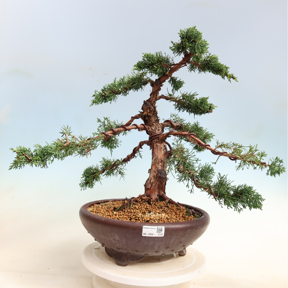 Bonsaï d'extérieur - Juniperus chinensis Kishu