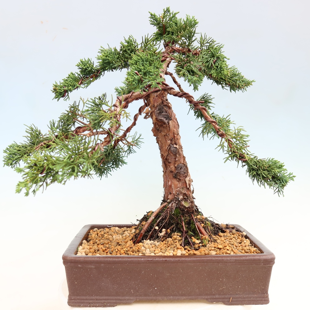 Bonsaï d'extérieur - Juniperus chinensis Kishu