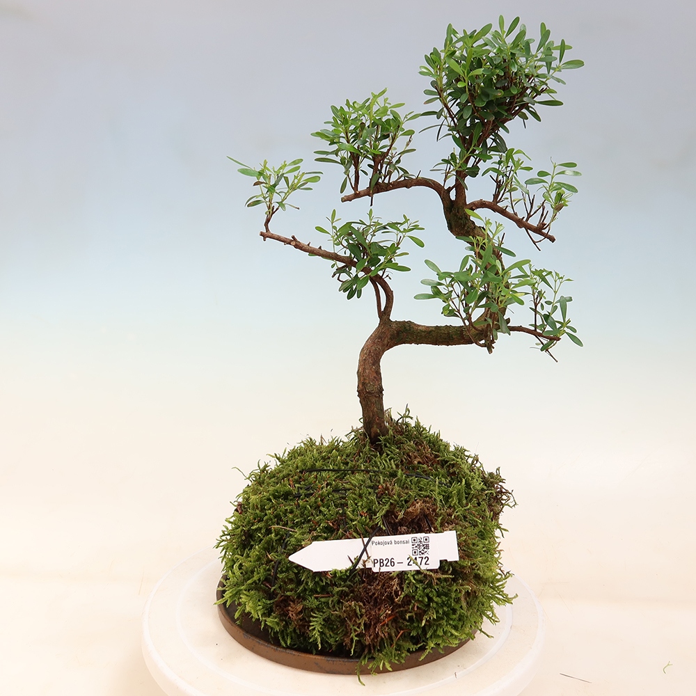 Kokedama avec soucoupe - Syzygium - Pimentier