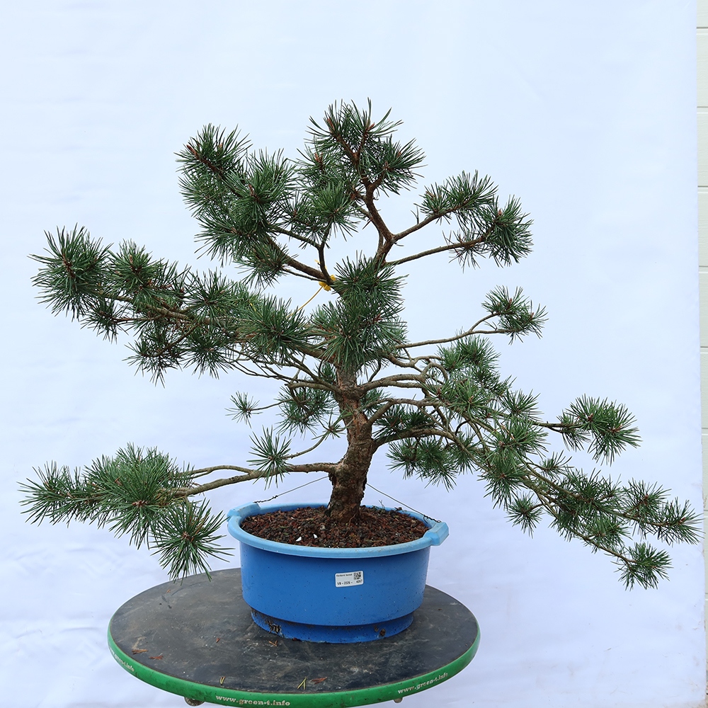Pinus sylvestris Espagne - pin sylvestre