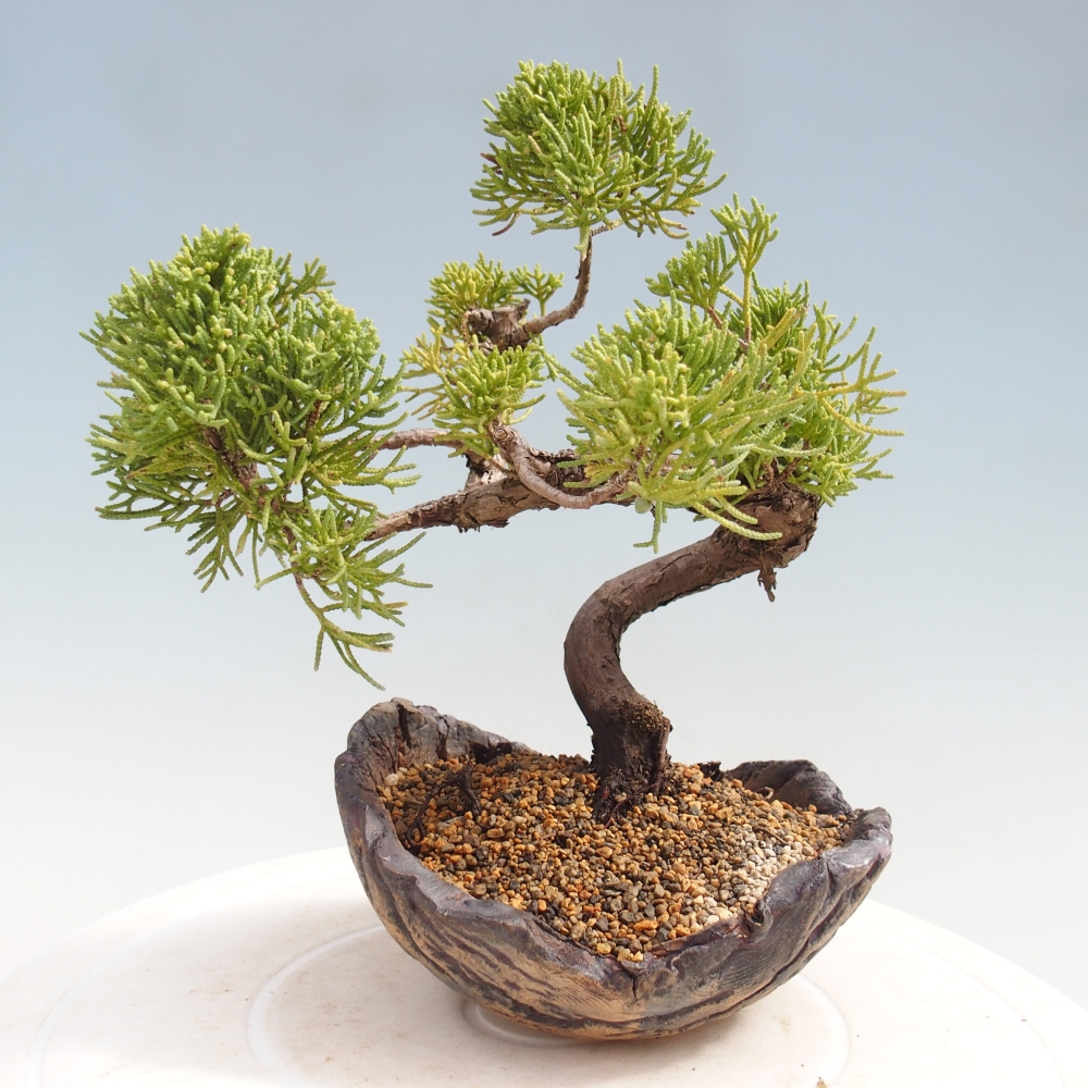 Bonsaï d'extérieur - Juniperus chinensis Kishu