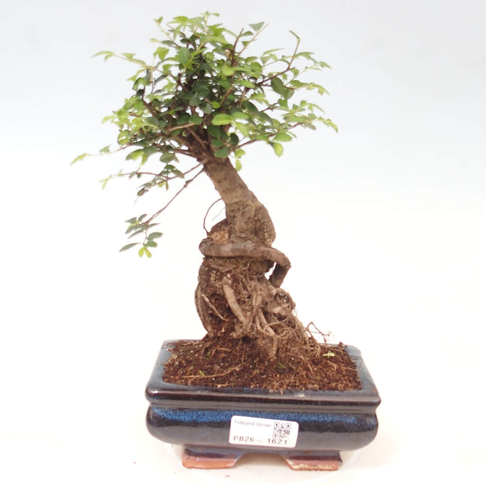 Bonsaï de chambre - Ulmus parvifolia - Orme à petites feuilles