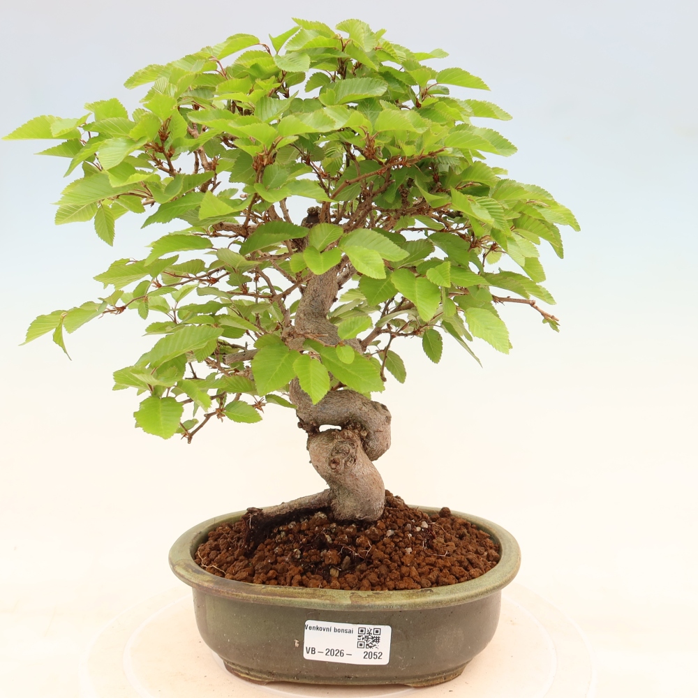 Bonsaï d'extérieur -Carpinus Coreana - Charme de Corée