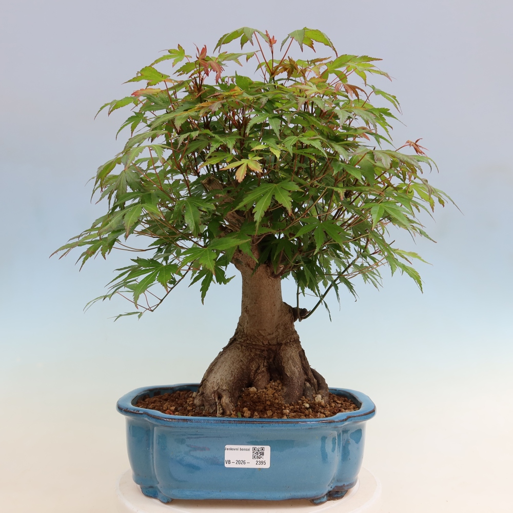 Bonsaï d'extérieur - Maple Burger - Acer Burgerianum
